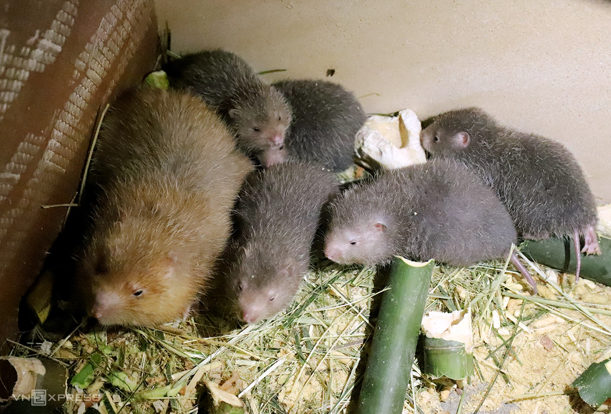 Nuôi dúi thu hơn 300 triệu đồng mỗi năm