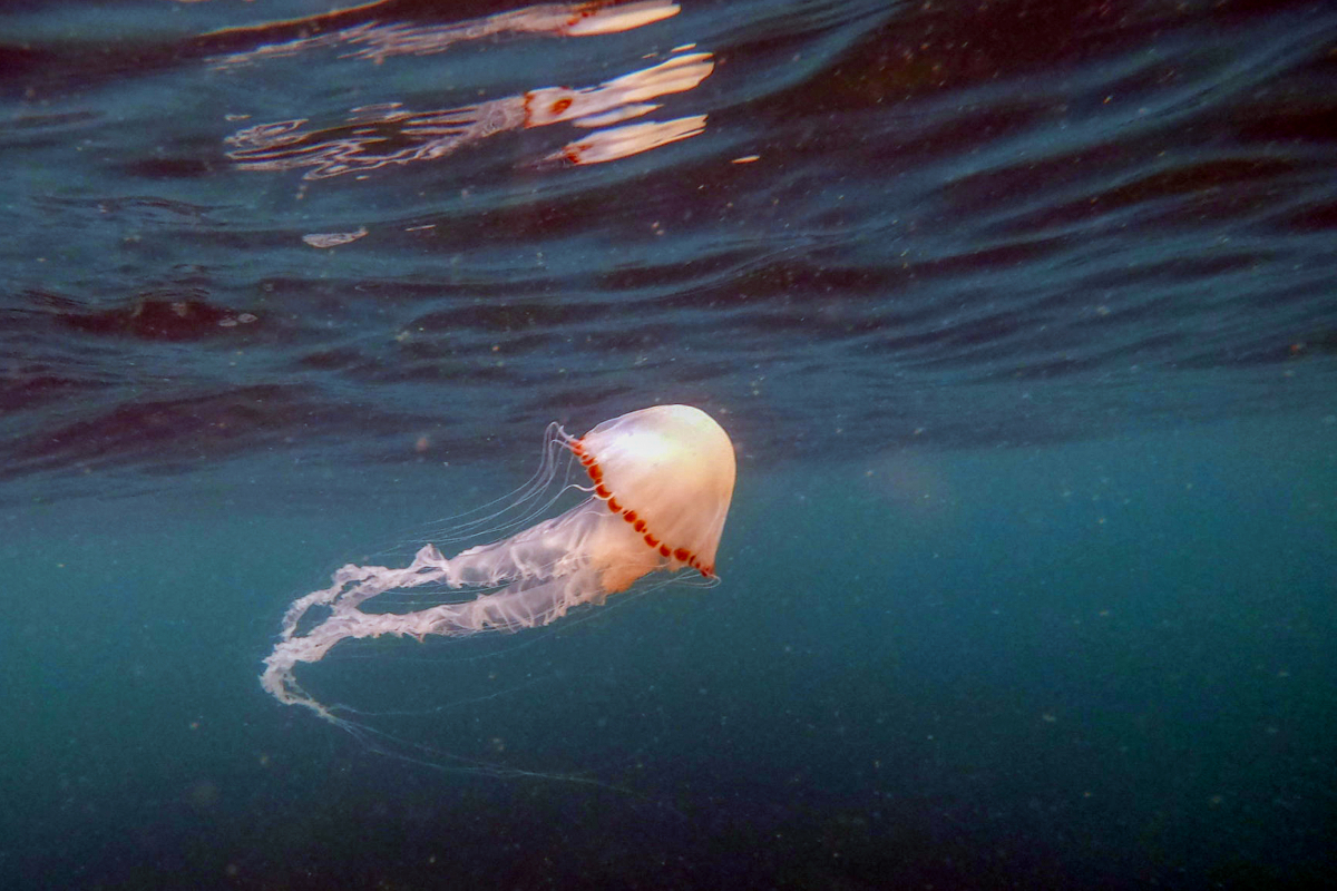 Vẻ đẹp dưới đáy biển Đà Nẵng - VnExpress