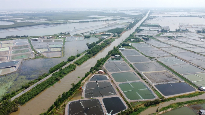 Xã Tân Lập, Mộc Hóa là đại bản doanh nuôi tôm với 170 ha. Ảnh: Hoàng Nam