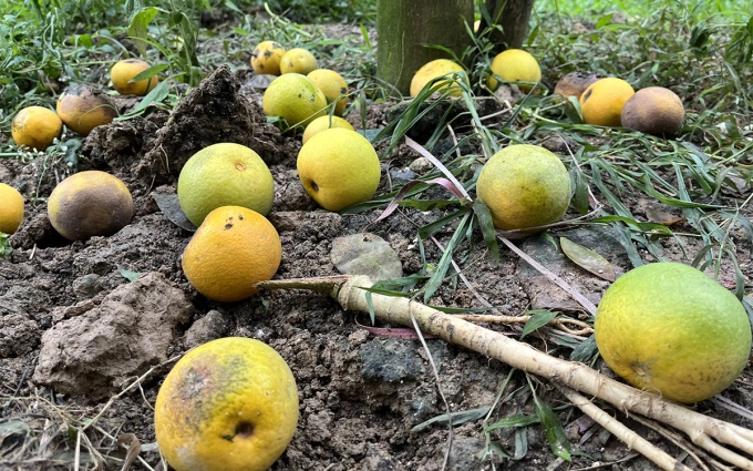 Một gốc cam ở Nghi Diên rụng hàng loạt. Ảnh: Hải Bình