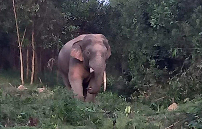 Voi rừng xuất hiện sáng nay tại huyện Định Quán. Ảnh: Thái Hà