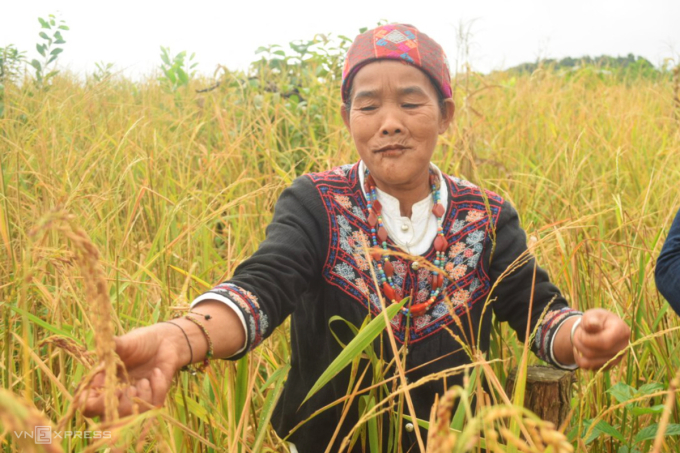 Phụ nữ truốt những hạt lúa cuối cùng đưa về nhà sau lễ cúng thần lúa Giã A Bôn. Ảnh: Hồ Giỏi