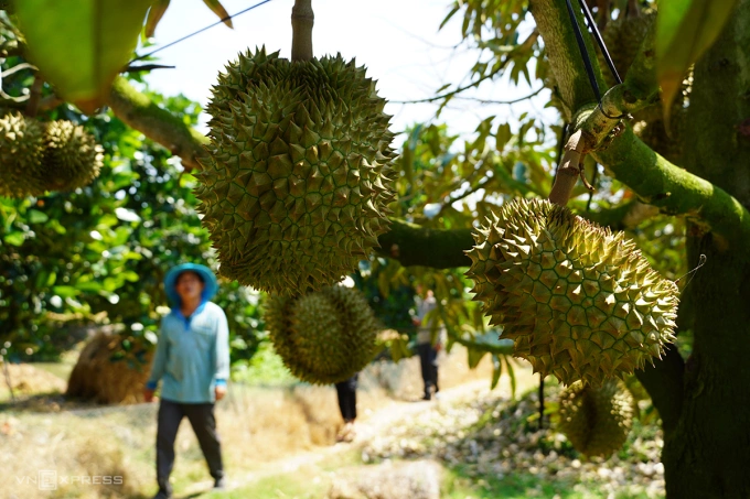 Vụ sầu riêng thứ 2 tại vườn anh Trần Đăng Khoa. Ảnh: Hoàng Nam
