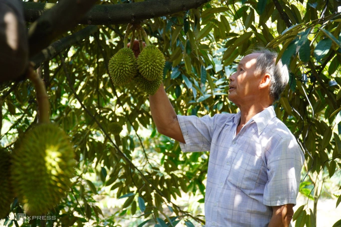 Nông dân chăm sóc vườn sầu riêng tại Bình Phú (Cai Lậy, Tiền Giang). Ảnh: Hoàng Nam