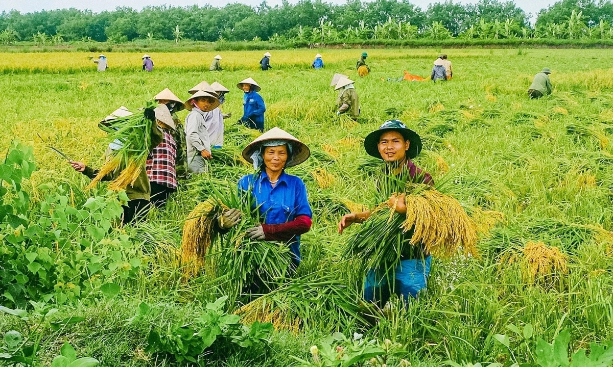 Chàng trai giúp nông dân bán lúa từ lúc chưa trổ bông - Báo VnExpress