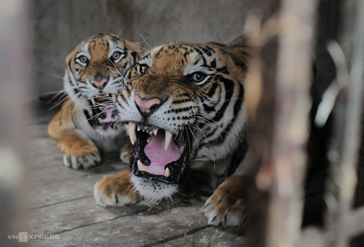 Endangered tigers rescued in northern Vietnam