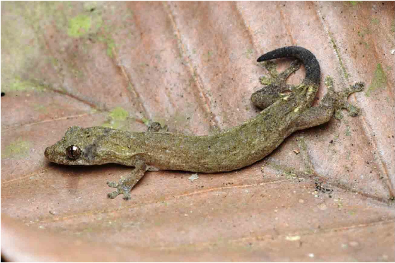Phát hiện loài thạch sùng dẹp mới tại Vườn Quốc gia Cát Tiên - Báo VnExpress