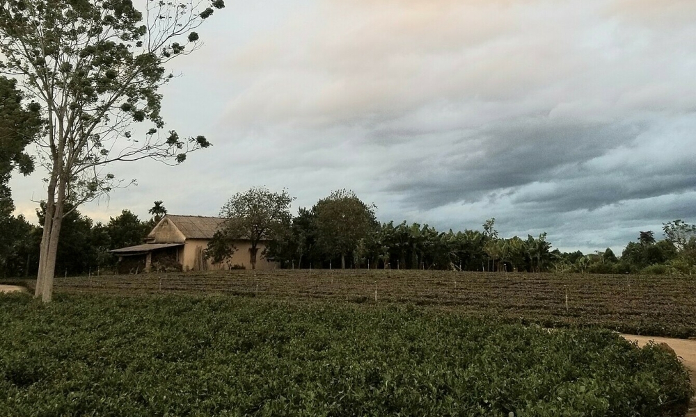 Tòa sơ thẩm 'sai sót nghiêm trọng' khi phân xử 11 anh em tranh 1.200 m2 đất