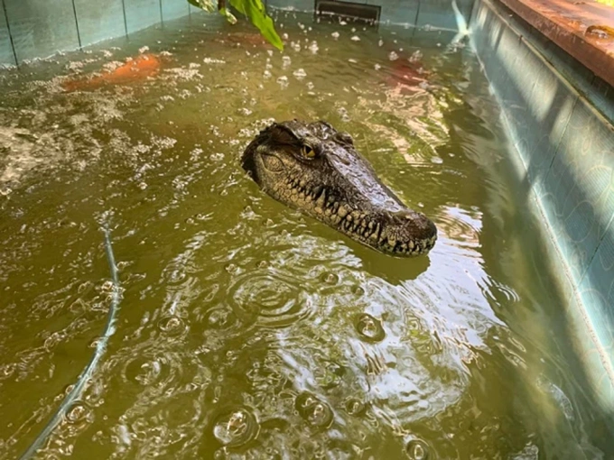 Hiệu quả bất ngờ khi thả cá sấu vào hồ cá cảnh - 2