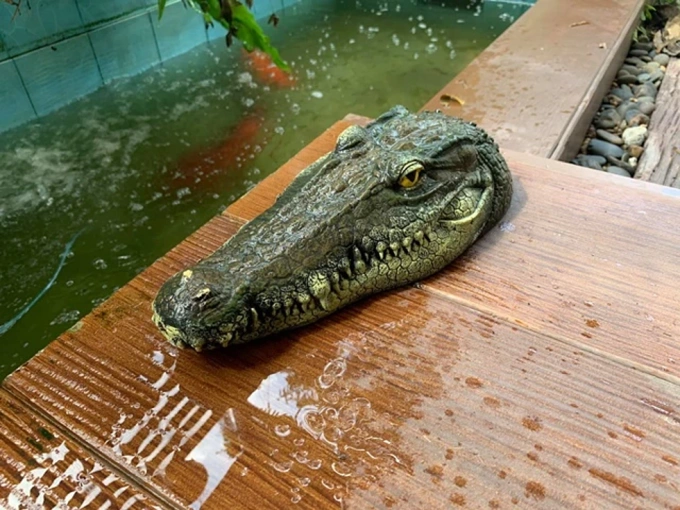Hiệu quả bất ngờ khi thả cá sấu vào hồ cá cảnh - 3
