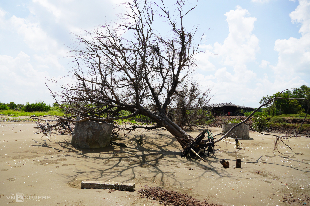 Mekong Delta province coastline devastated by erosion