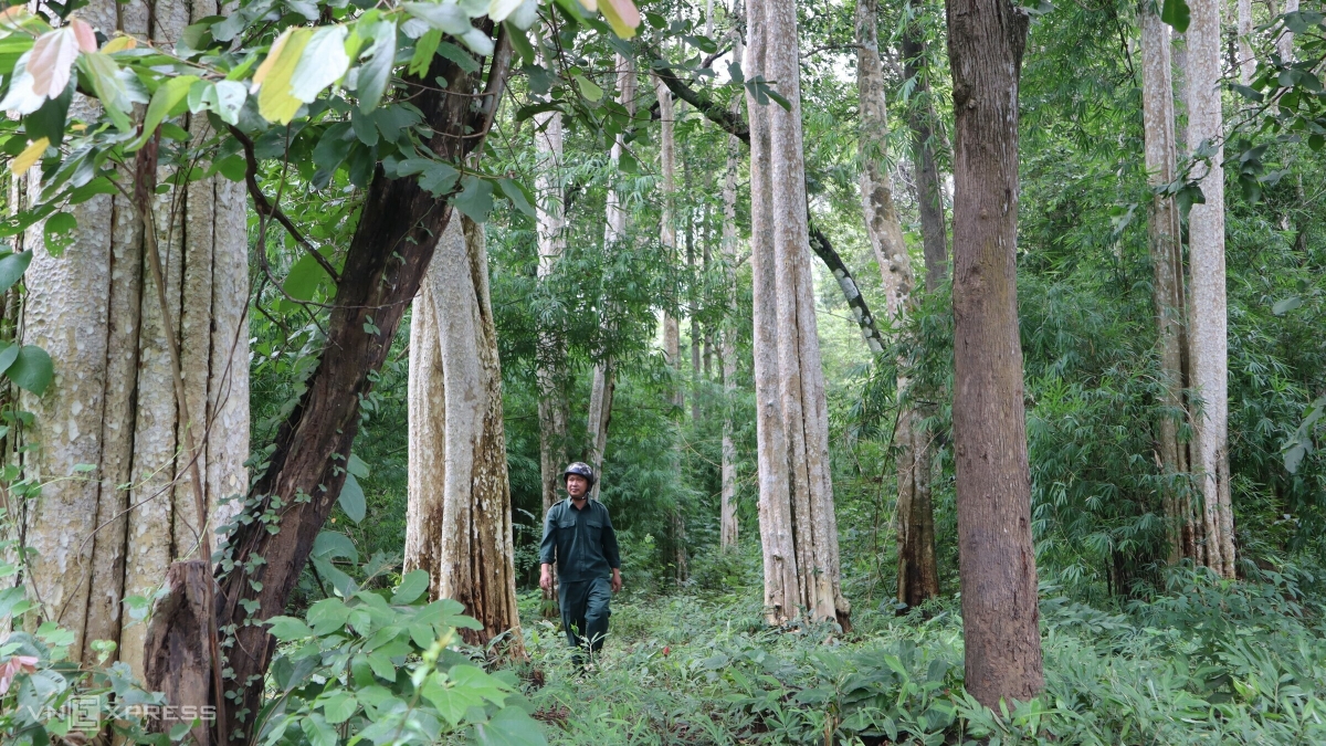 600-ha forest to be turned into dam