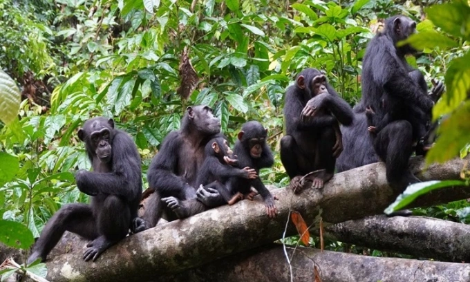 Tinh tinh leo lên đồi cao để quan sát tình hình đàn đối thủ. Ảnh: Reuters