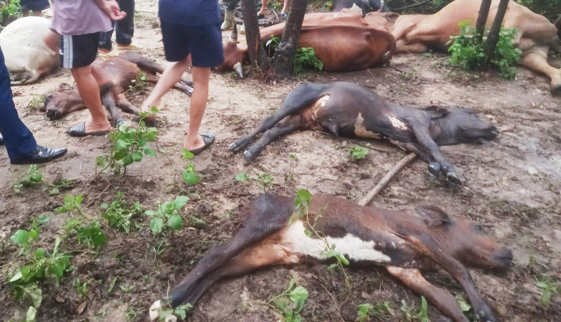 8 con bò bị sét đánh chết. Ảnh: Vạn An