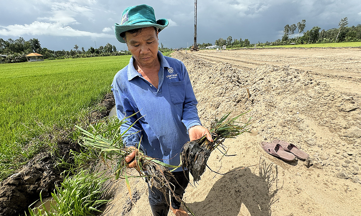 Nông dân Phạm Văn Em nhổ hai bụi lúa dưới ruộng cạnh cao tốc lên kiểm tra, xác định rễ đang bị thối. Ảnh: An Bình