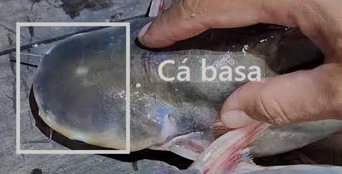 Đâu là cá basa, cá tra, cá hú và cá bông lau? - page 2 - 1