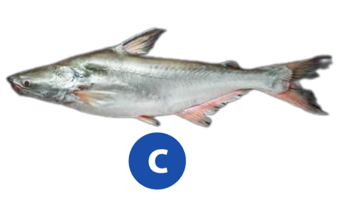 Đâu là cá basa, cá tra, cá hú và cá bông lau? - 3