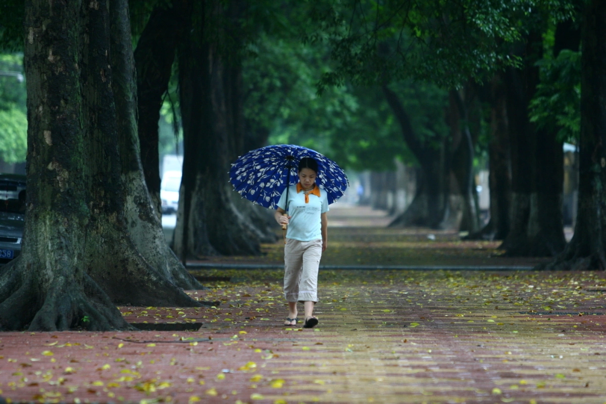 Hàng cây xấu cổ thụ trên phố Phan Đình Phùng. Ảnh: Lê Bích