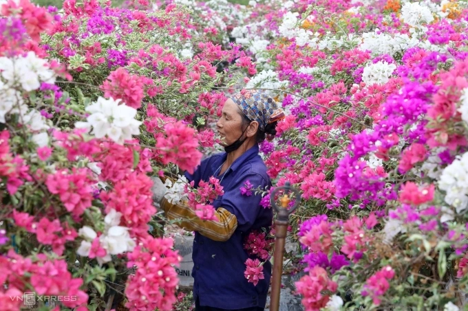 Người dân cắt tỉa hoa giấy chờ ra lượt mới. Ảnh: Việt An