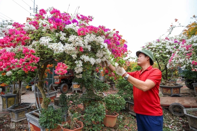 Anh Lưu bên những chậu hoa giấy 5 năm tuổi. Ảnh: Việt An