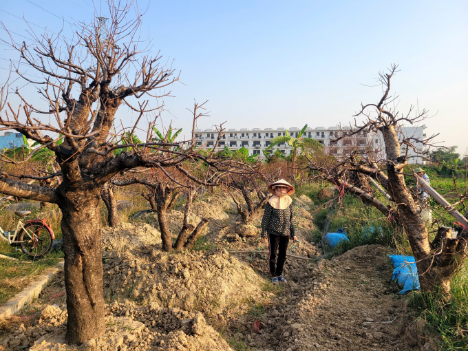 Bà Thoa mất trăng 40 gốc đào cổ thụ sau khi bão Yagi đi qua. Ảnh Lê Tân