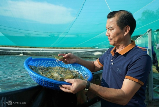 Anh Nghĩa kiểm tra con tôm thẻ. Ảnh: Chúc Ly
