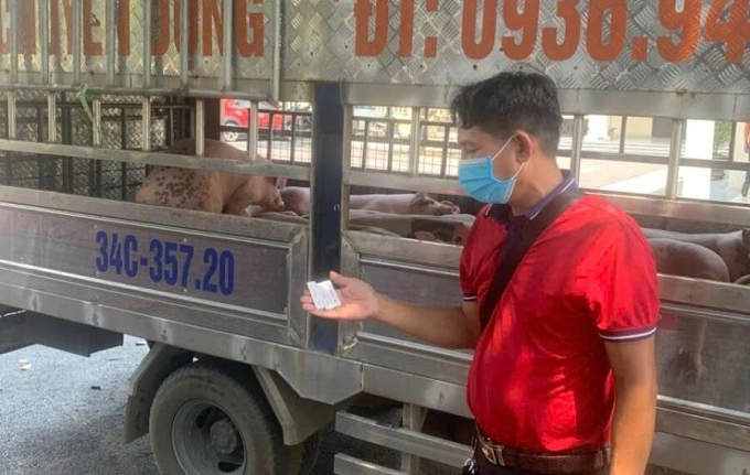 Vận chuyển lợn bị bệnh tả lợn châu Phi đi tiêu thụ bị bắt giữ tại Phú Thọ ngày 9/7. Ảnh: Công an Phú Thọ