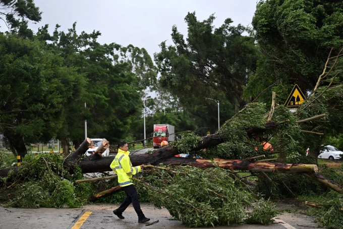 Cây đổ sau khi bão Wipha đổ bộ tỉnh Quảng Đông, Trung Quốc, ngày 20/7. Ảnh: Reuters