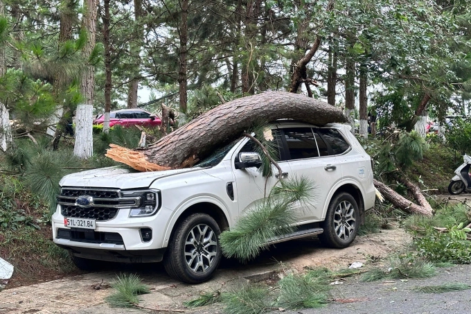 Ôtô 7 chỗ bị nhánh thông gãy rơi trúng. Ảnh: Khánh Hương