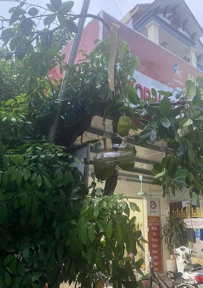 Những cách chống bão Wipha có 1-0-2 - 1
