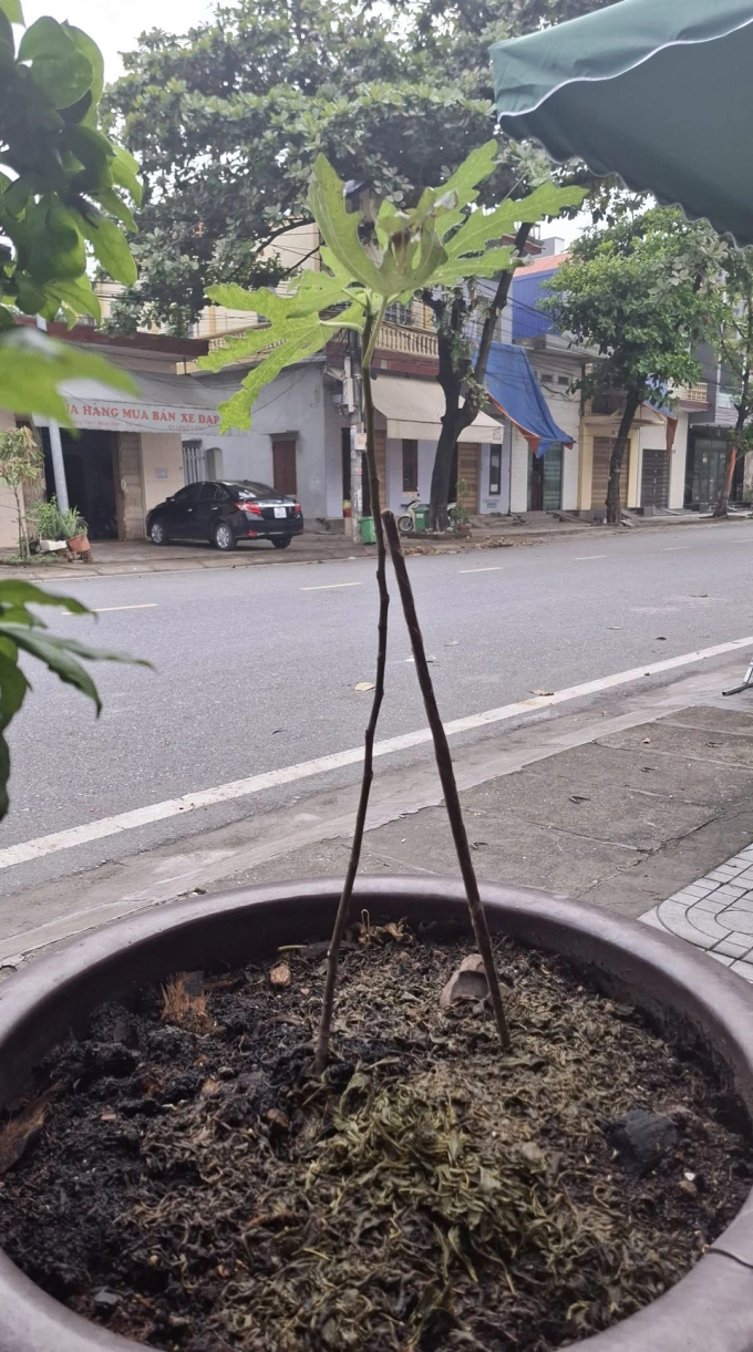Những cách chống bão Wipha có 1-0-2 - 4