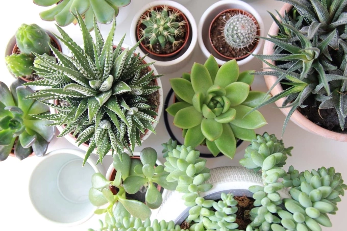 Ảnh: Jomo Studio