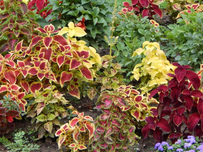 Ảnh: Horticulture
