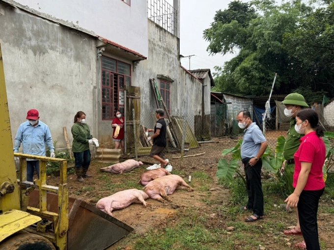 Tiêu huỷ lợn mắc bệnh tả châu Phi ở Phú Thọ. Ảnh: Công an Phú Thọ