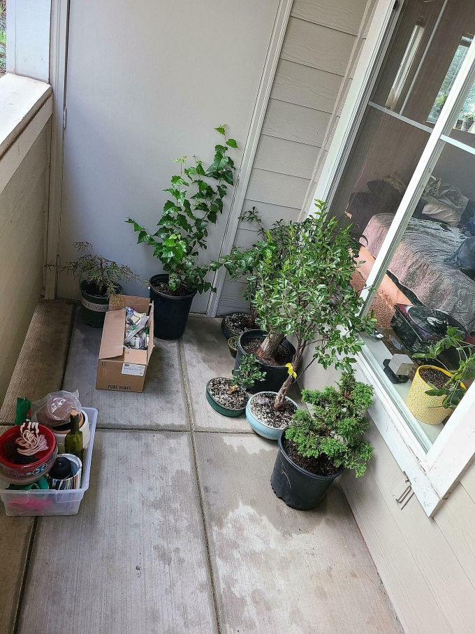 Ban công hướng khuất nắng vẫn có thể duy trì mảng xanh nhờ chọn đúng loại cây. Ảnh: r/Bonsai