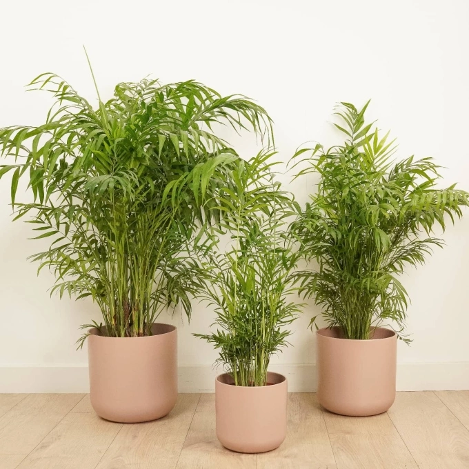 Cau tiểu trâm. Ảnh: House Plant
