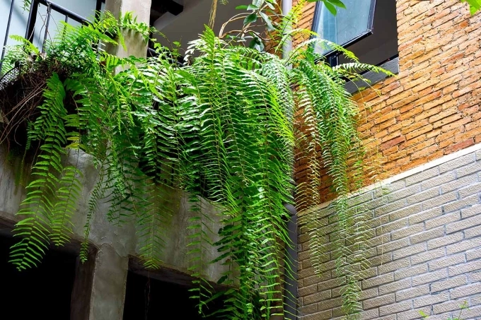 Một ban công trồng dương xỉ. Ảnh: Gardeners Path