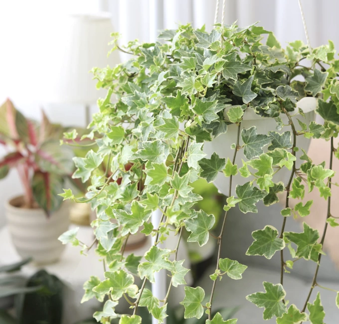 Ảnh: Succulents Box