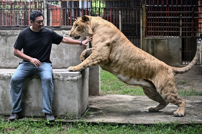 Tharnuwarht chơi đùa cùng sư hổ Big George trong khu chuồng ở Chiang Mai, Thái Lan. Ảnh: AFP