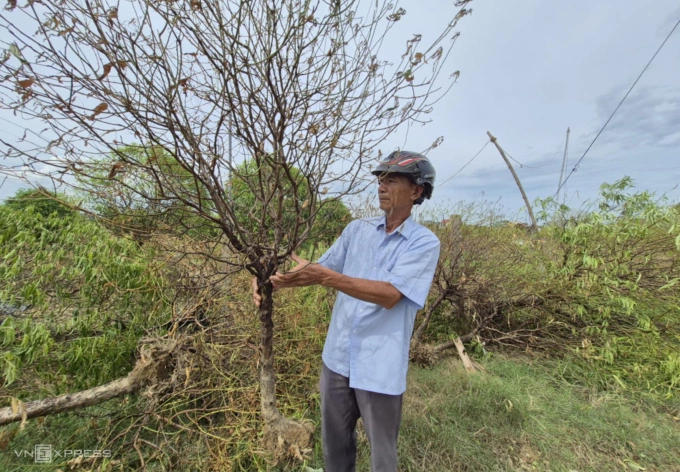 Ông Nguyễn Ngọc Vinh, Trưởng thôn Thanh Xuân có hơn 200 gốc đào chết khô sau trận lũ lụt cuối tháng 7. Ảnh: Lê Hoàng