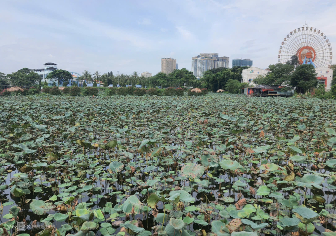 Hồ Sen là nơi sơ lắng, cải thiện chất lượng nước trước khi đưa vào Hồ Tây. Ảnh: Võ Hải
