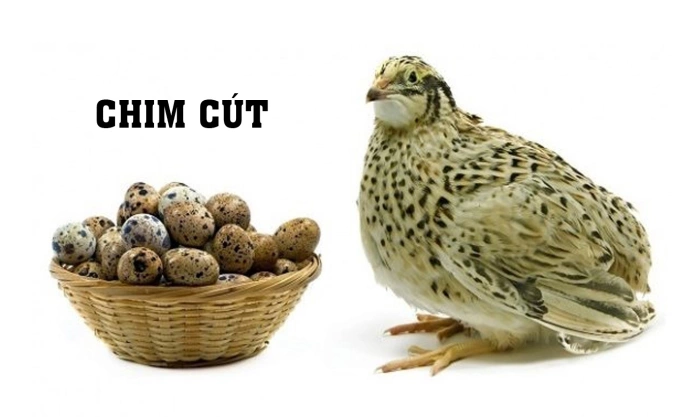 Ở Việt Nam, chim gì nghe tên như muốn đuổi đi?
