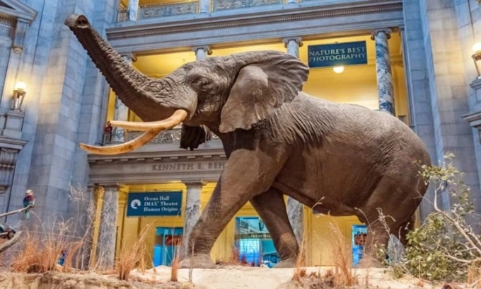 Mẫu vật voi Henry ở bảo tàng Smithsonian. Ảnh: Az Animals