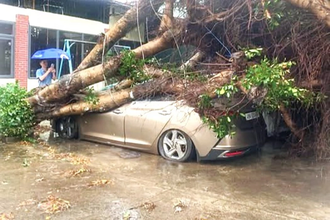Chiếc ôtô đậu trong sân nhà khách 19/8 bị cây ngã đè trúng, hư hỏng nặng. Ảnh: Ngọc Huy
