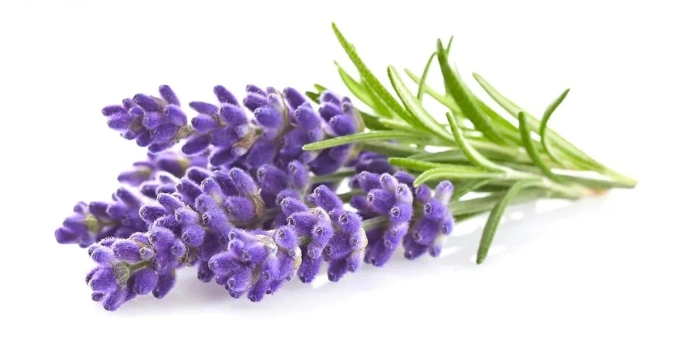 Hoa oải hương hay còn gọi là hoa Lavender, là loại cây bụi thường niên có mùi thơm nồng, nguồn gốc đến từ vùng Địa Trung Hải.