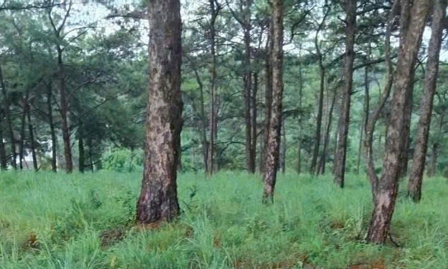 Đi dã ngoại phát hiện bộ xương người trên đồi thông