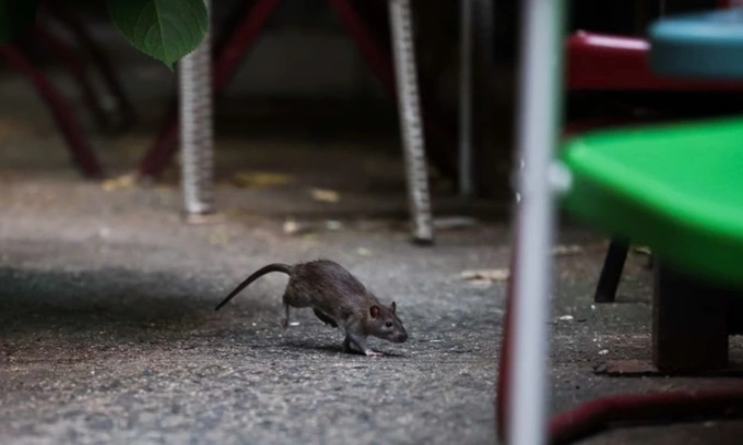 Một con chuột chạy trên đường phố ở khu Harlem. Ảnh: AFP