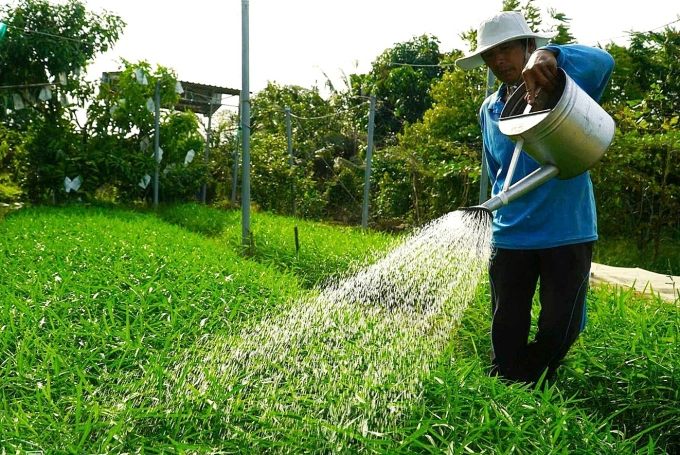 Ông Riêm chăm sóc luống rau muống, một trong hơn 20 loại rau ông đang trồng. Ảnh: Ngọc Tài