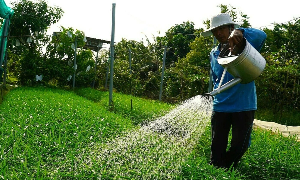 Những nông dân trồng rau quả không dùng phân thuốc hóa học