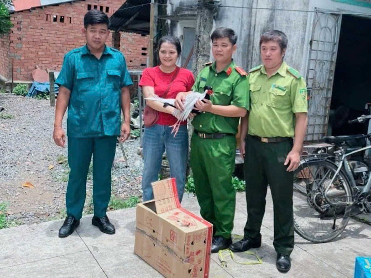 Bắt được gà lôi trắng trong rừng cao su